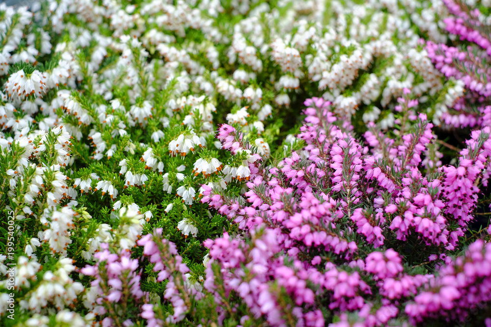 Evergreen Flowers of the bell heather (Erica cinerea)