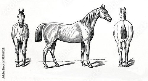 Fototapeta Naklejka Na Ścianę i Meble -  Equine conformation - horse's normal posture (from Meyers Lexikon, 1896, 13/770/771)