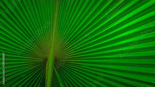 green palm leaf. natural background