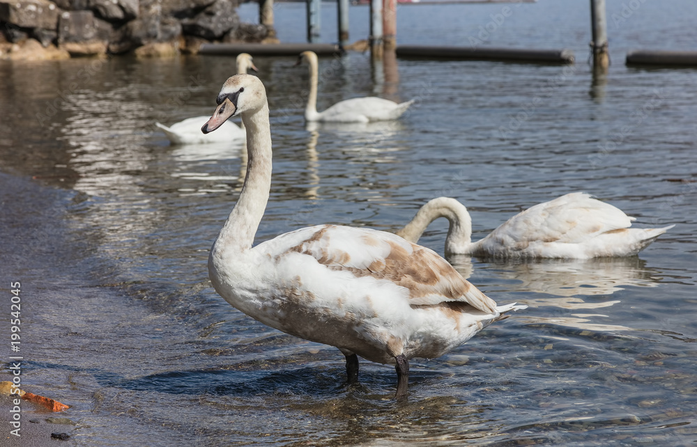 Young swan on Lake Zurich in Switzerland Young swan on Lake Zurich in Switzerland