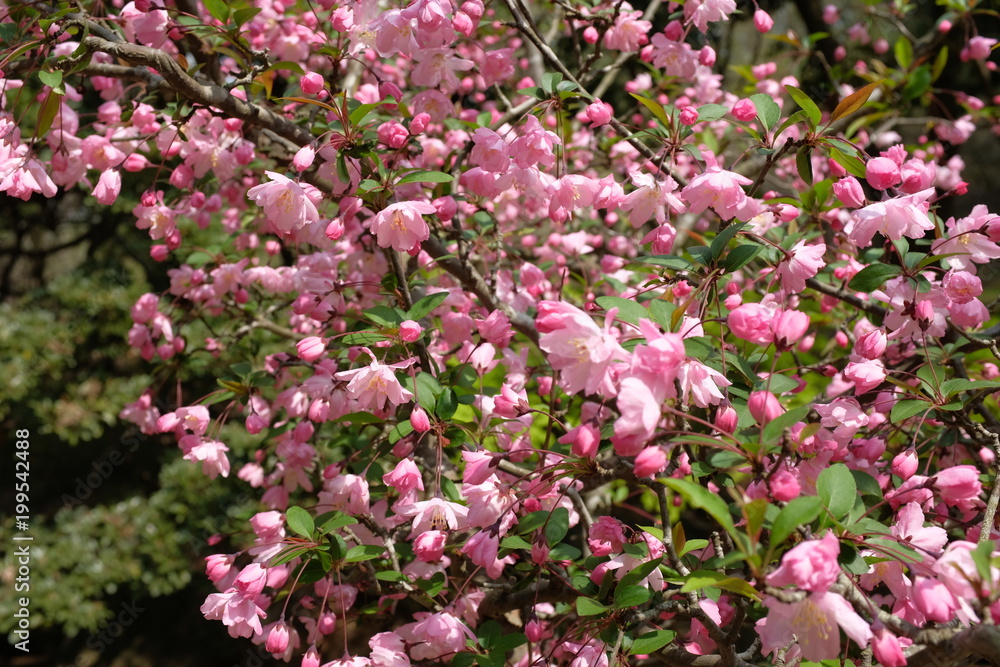 カイドウの花 カイドウの花