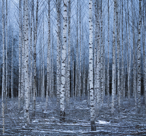 Beautiful birch tree forest in winter.