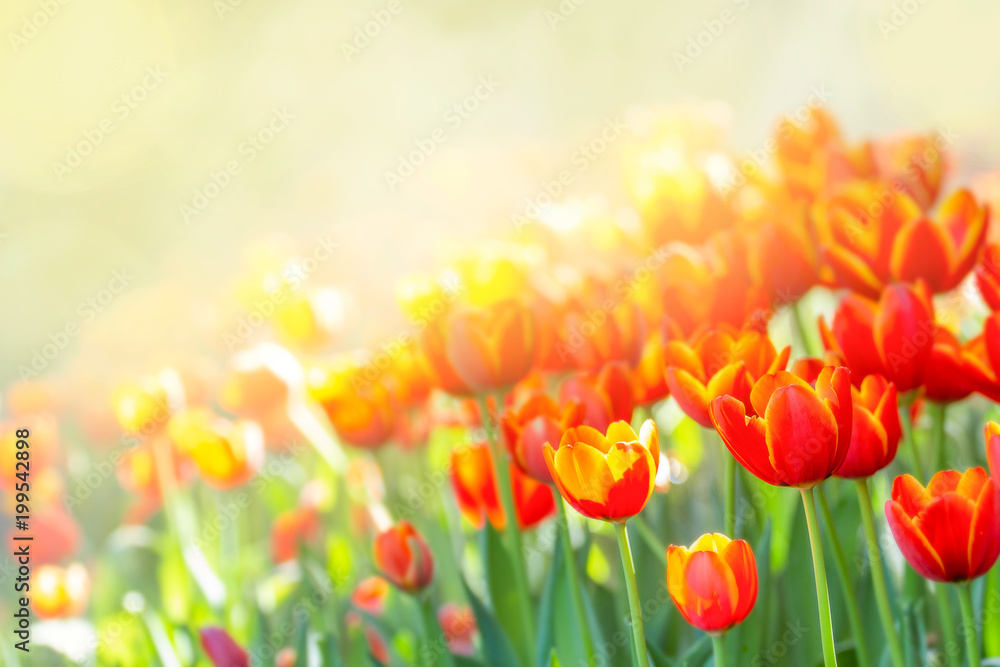 Fototapeta premium red tulip flower in garden in morning