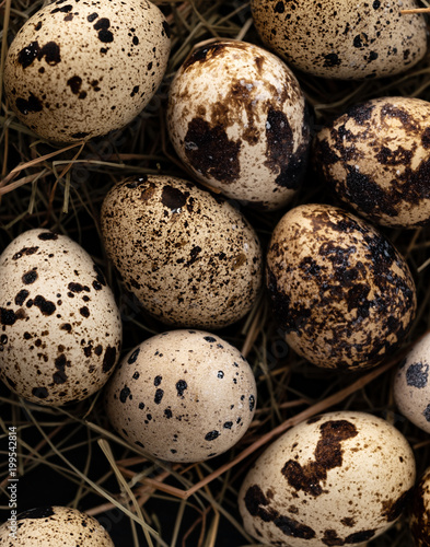 Quail eggs in a straw nest.