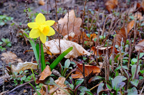 Fototapeta Naklejka Na Ścianę i Meble -  Small yellow daffodil or narcissus flower close-up.