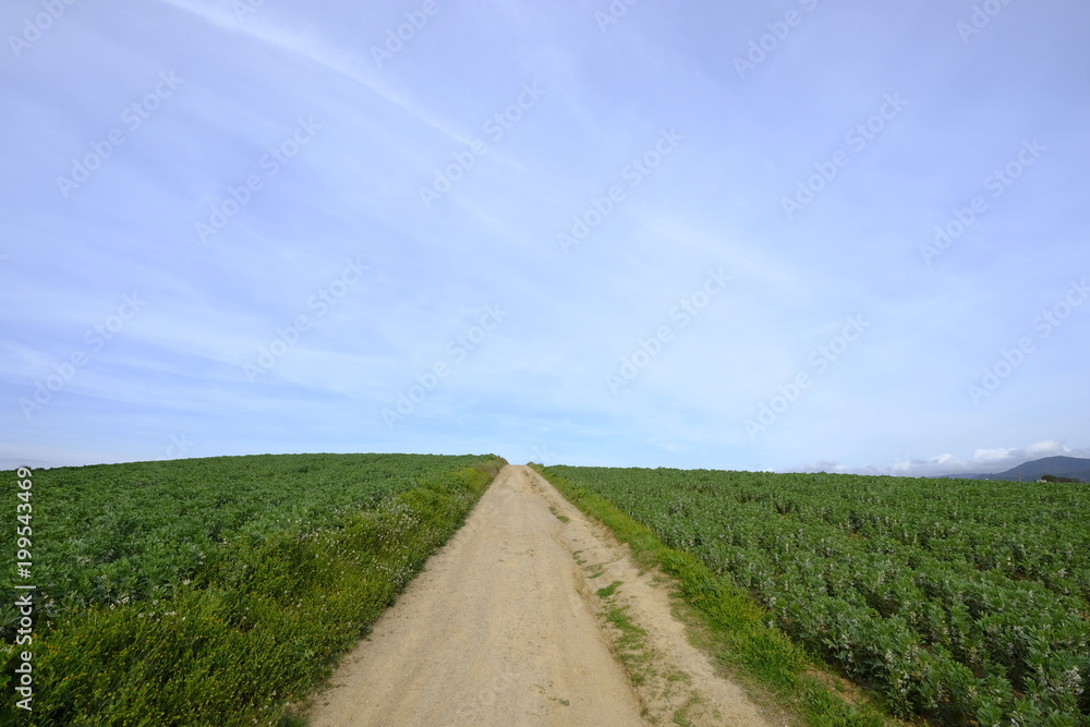 Country road in Mollet del Valles in Barcelona province in Catalonia Spain to the horizon between green fields Country road in Mollet del Valles in Barcelona province in Catalonia Spain to the horizon between green fields