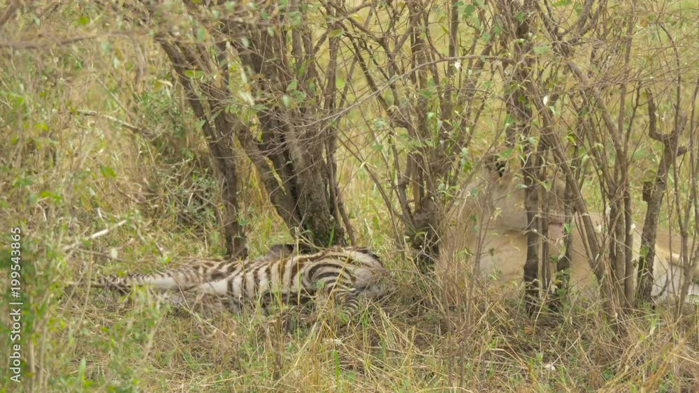 African lioness lying next to a zebra carcass African lioness lying next to a zebra carcass