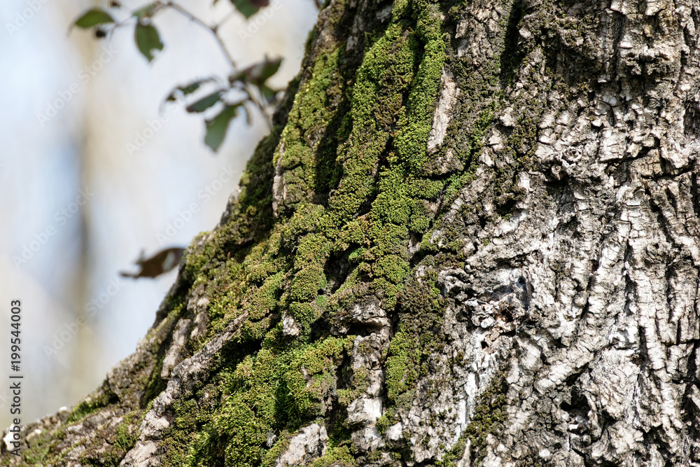 moss on tree moss on tree