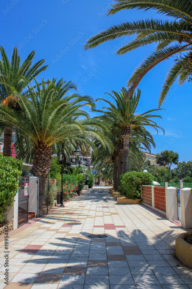 Walking promenade with palm trees