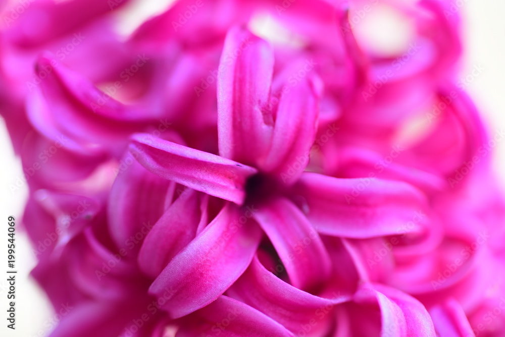 Beautiful pink hyacinth macro on white