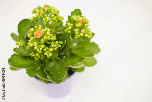 Kalanchoe in a pot. Copy space for text. 