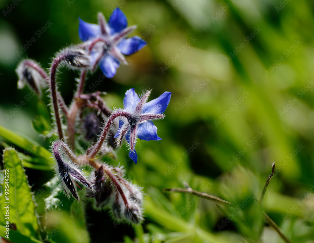 flower of borago