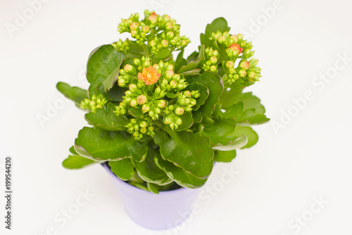 Kalanchoe in a pot. Copy space for text. 