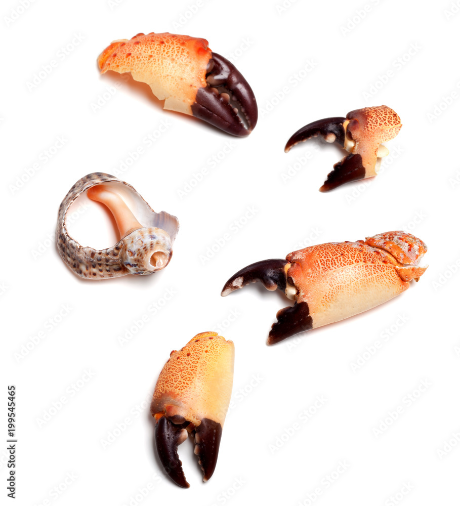 Cooked pincers from crab and empty broken rapana shell Cooked pincers from crab and empty broken rapana shell