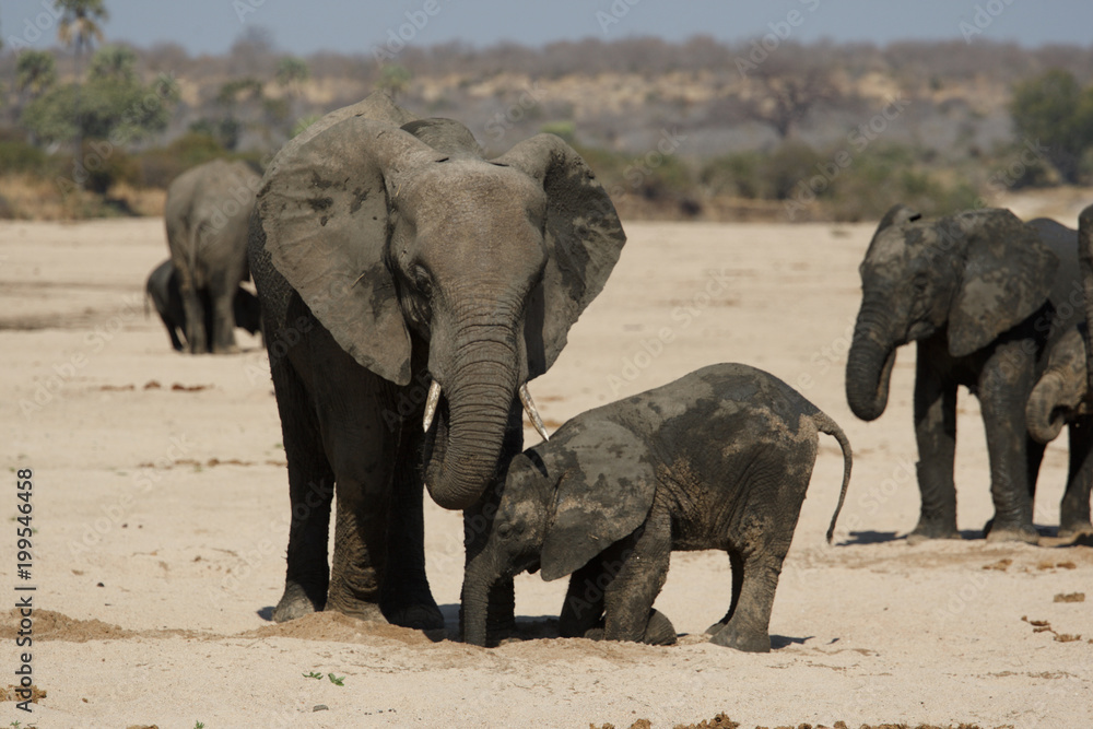 Fototapeta premium Drinking Elephants in Ruaha National Park, Tanzania