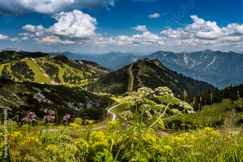 Mountain flowers and Apine peaks