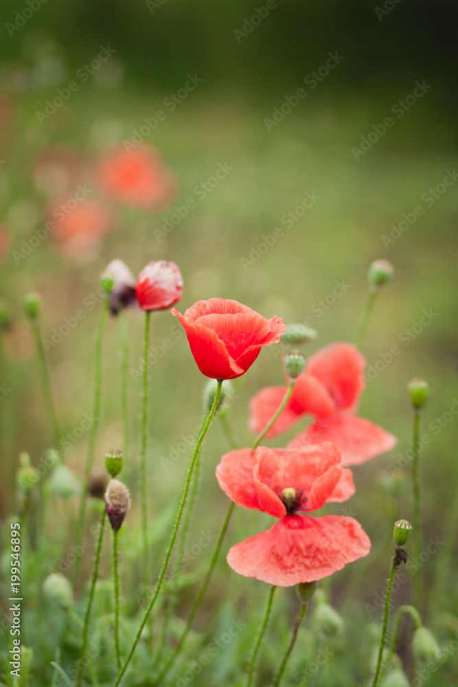 glade of flowering poppies. Blooming poppies. glade of flowering poppies. Blooming poppies.