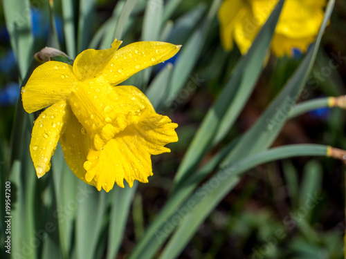 Fototapeta Naklejka Na Ścianę i Meble -  Narzisse mit Regentropfen