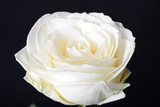 Biała róża - kwiat