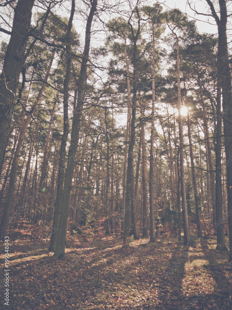 Sun is shining through the forest