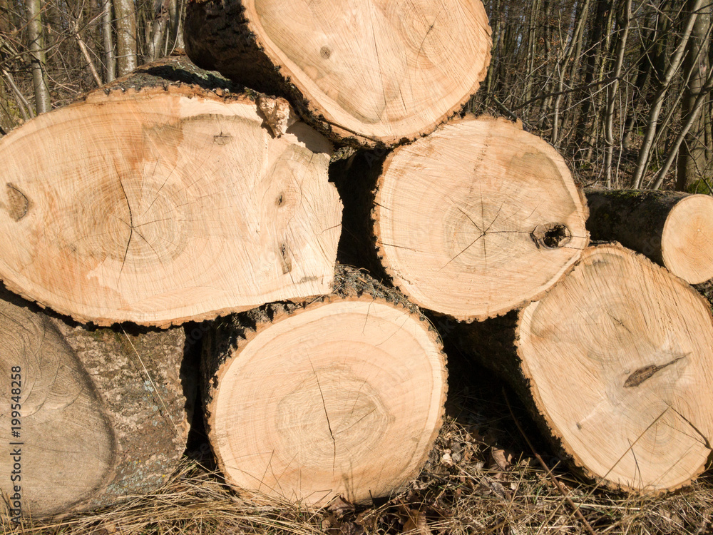 Fallen trees lying side by side after woodwork Fallen trees lying side by side after woodwork