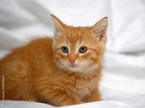 ginger kitten on a light background photo