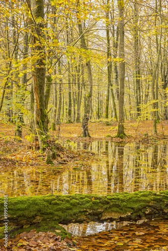 Soderasens Autumn woodland