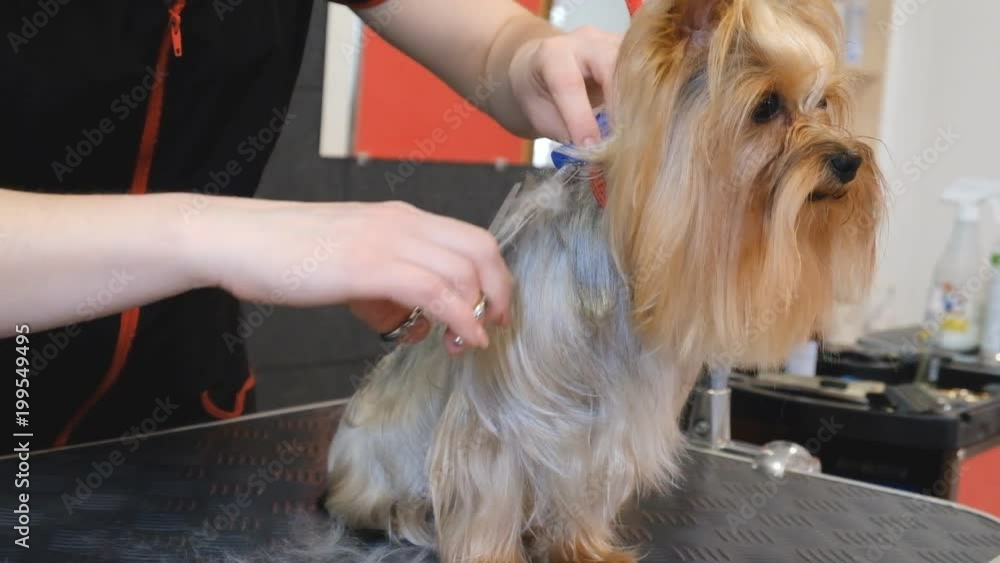 professional haircut dog Yorkshire Terrier in the grooming salon. professional haircut dog Yorkshire Terrier in the grooming salon.