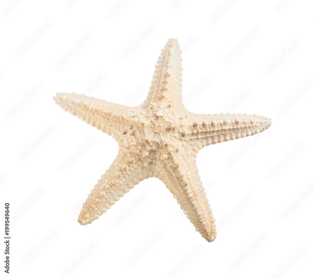 Starfish isolated on white horizontal view Starfish isolated on white horizontal view