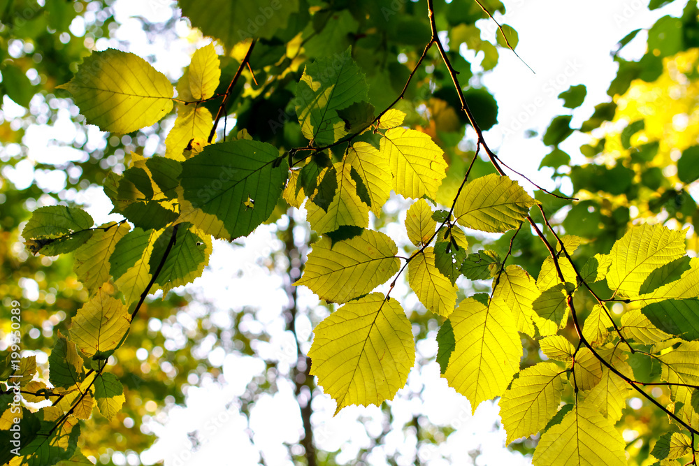 Obraz premium Green leaves of hazel in the sun 