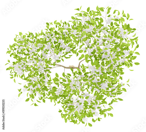 top view of flowering pear tree isolated on white background