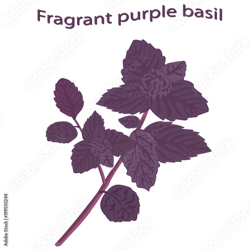 Fragrant spice purple basil. Dark opal basil close-up. Fresh red basil isolated on white background. Ocimum basilicum. Vector illustration.