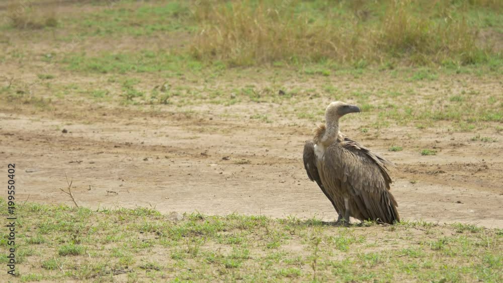 White-backed vulture on plains White-backed vulture on plains
