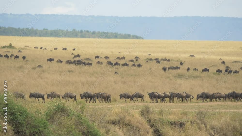 Herd of gnus walking on Maasai Mara plains
