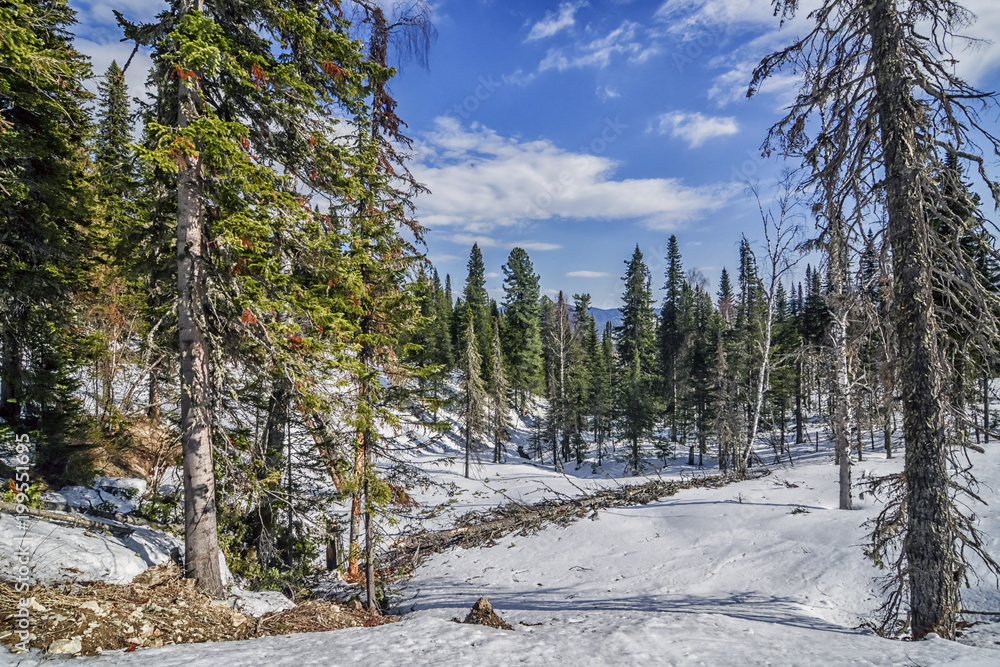 Panoramic winter landscape with green forest and blue sky
