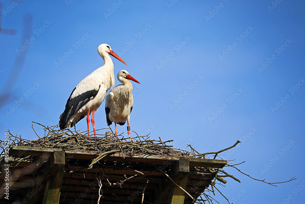 Fototapeta premium Störche im Nest