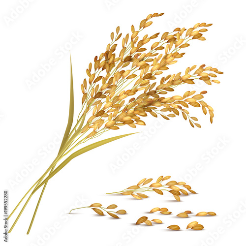 Rice Grain Illustration