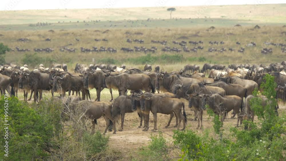 Gnus and zebras in Africa Gnus and zebras in Africa