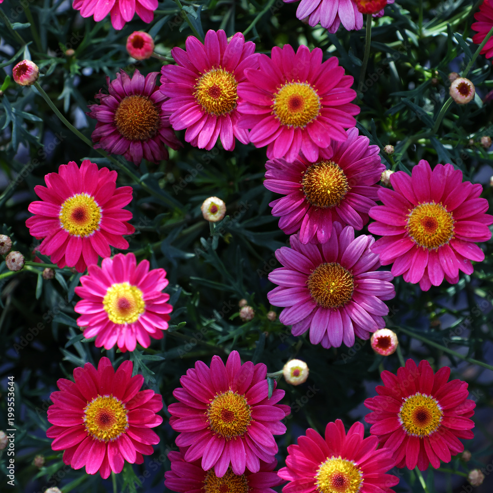 chrysanthemum daisy from top view chrysanthemum daisy from top view