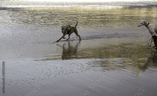 Dogs playing beach