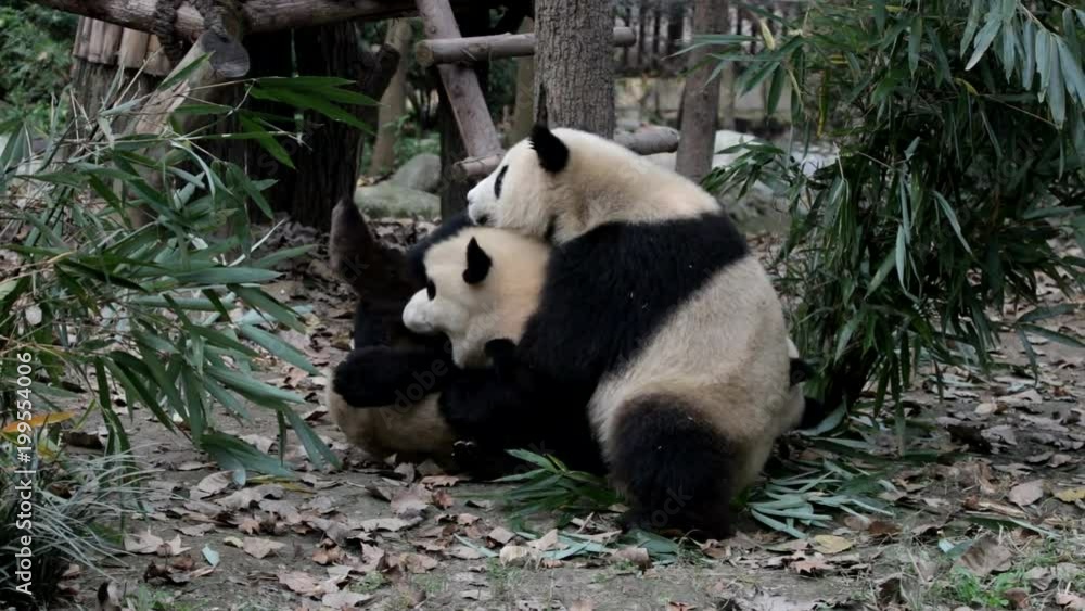 Mother Panda is Playing with her Cub, Chengdu, China Mother Panda is Playing with her Cub, Chengdu, China