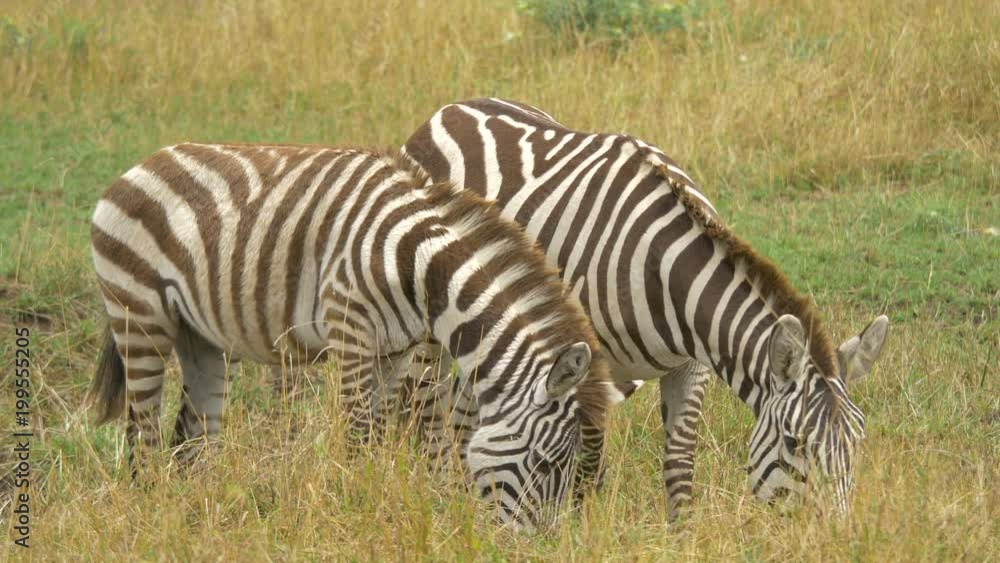 Plains zebras grazing in Africa Plains zebras grazing in Africa