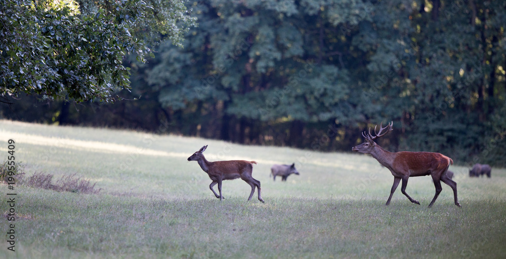 Obraz premium Red deer chasing hind in forest