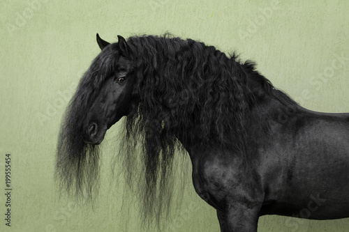 Foto Portrait of a black friesian horse with long mane on light background isolated