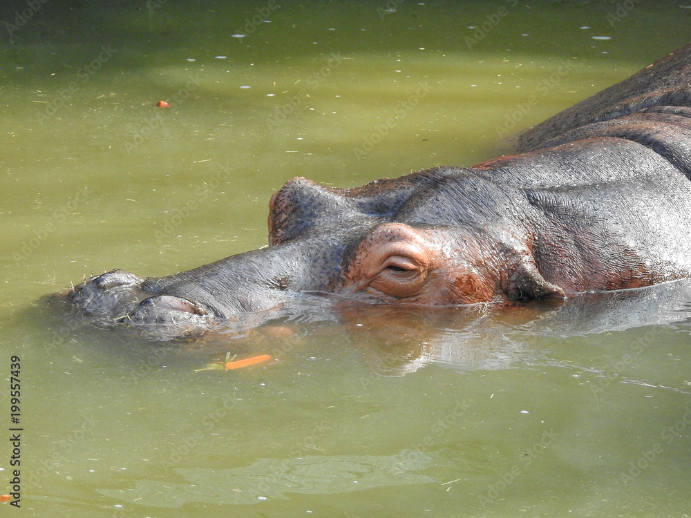 Fototapeta premium A submerged hippo