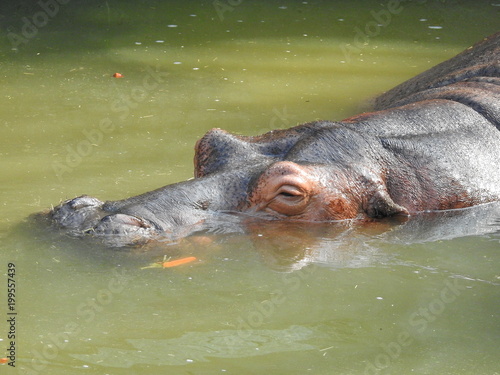 A submerged hippo