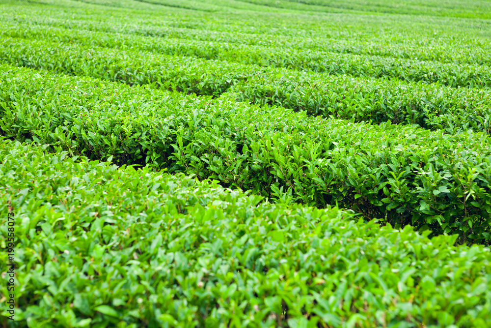 Green tea bushes at green-tea plantation of Jeju Island, South Korea Green tea bushes at green-tea plantation of Jeju Island, South Korea