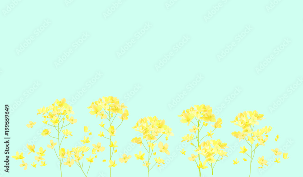 Canola flowers illustration - Rape blossom illustration - Spring background　菜の花の背景イラスト素材