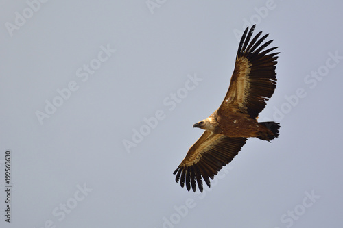 Griffon Vulture (Gyps fulvus), Crete, Greece	