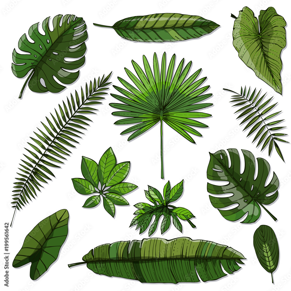 Set of green tropical leaf